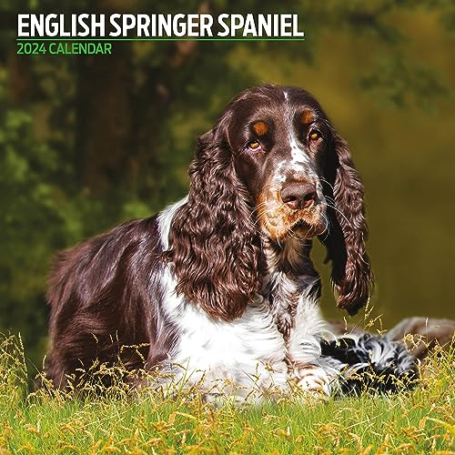 Calendario 2024 Tradizionale Inglese Springer Spaniel