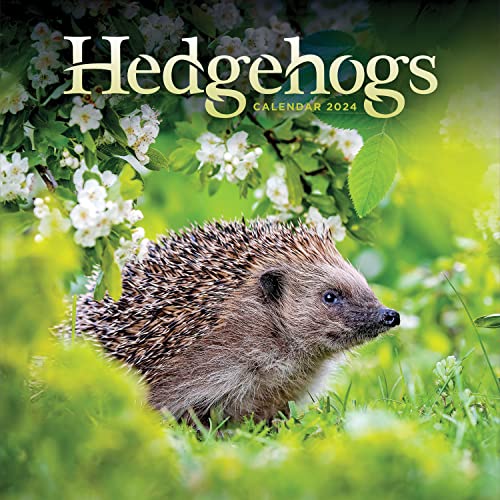 Hedgehogs 2024 Calendar