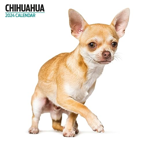 Calendario Moderno 2024 Con Chihuahua, Multicolore