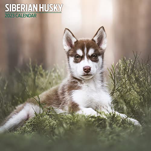 Calendario Tradizionale Siberian Husky 2023