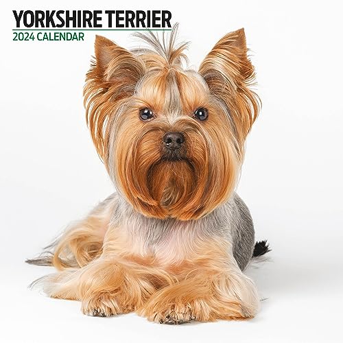 Calendario 2024 Moderno Dello Yorkshire Terrier