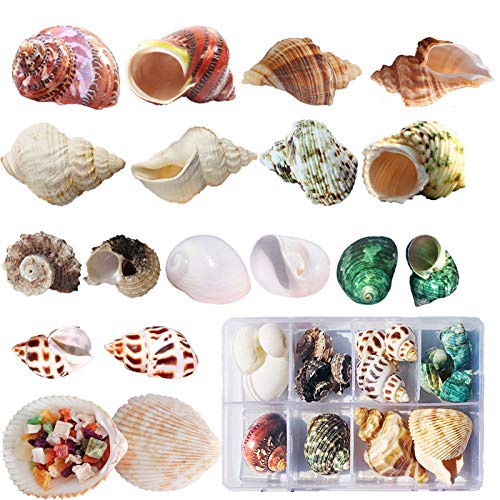 Conchiglie Di Granchio Eremita 17 Pezzi(9 Tipi) Conchiglie Decorative Miste Conchiglie Naturali Decorazioni Per La Creazione Di Feste A Tema Sulla Spi