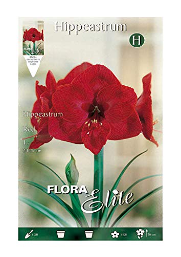 Amaryllis Rosso (Confezione Da 1 Bulbo)