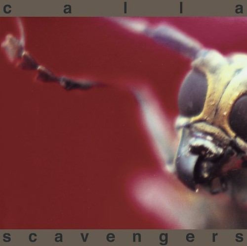 Scavengers by Calla