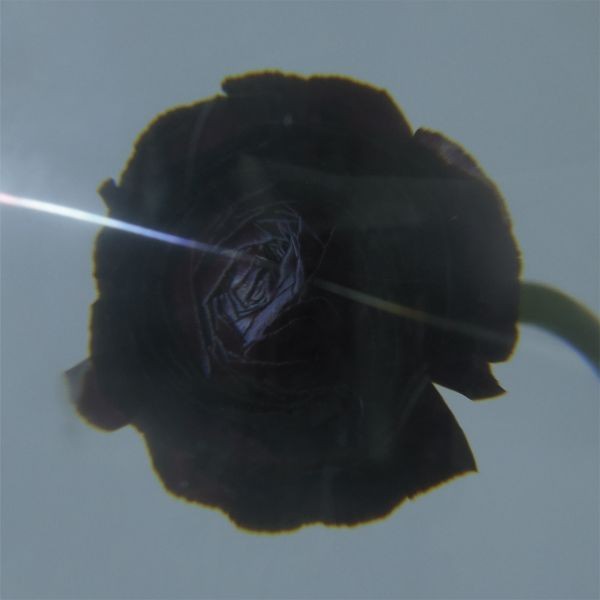 Pablo'S Eye Dark Matter (Vinyl LP)