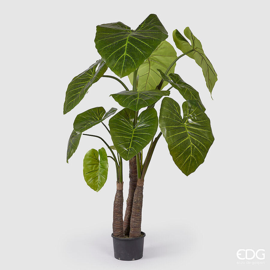 EDG Enzo De Gasperi EDG Enzo De Gasperi Alocasia con Vaso Artificiale H 210 Cm G