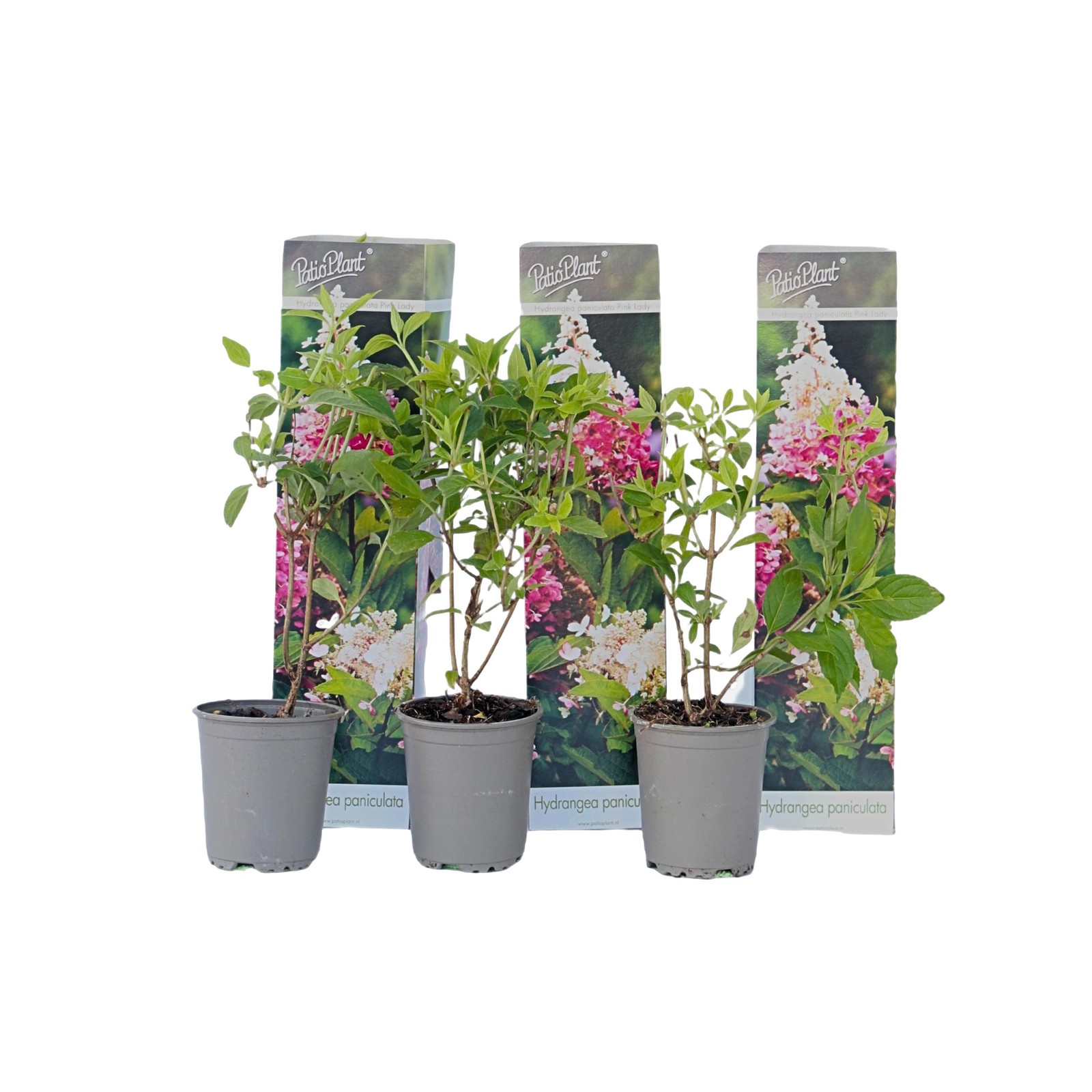 Ortensia - 3 Pezzi - Hydrangea paniculata 'Pink Lady' - Altezza 25-40cm - ⌀9cm