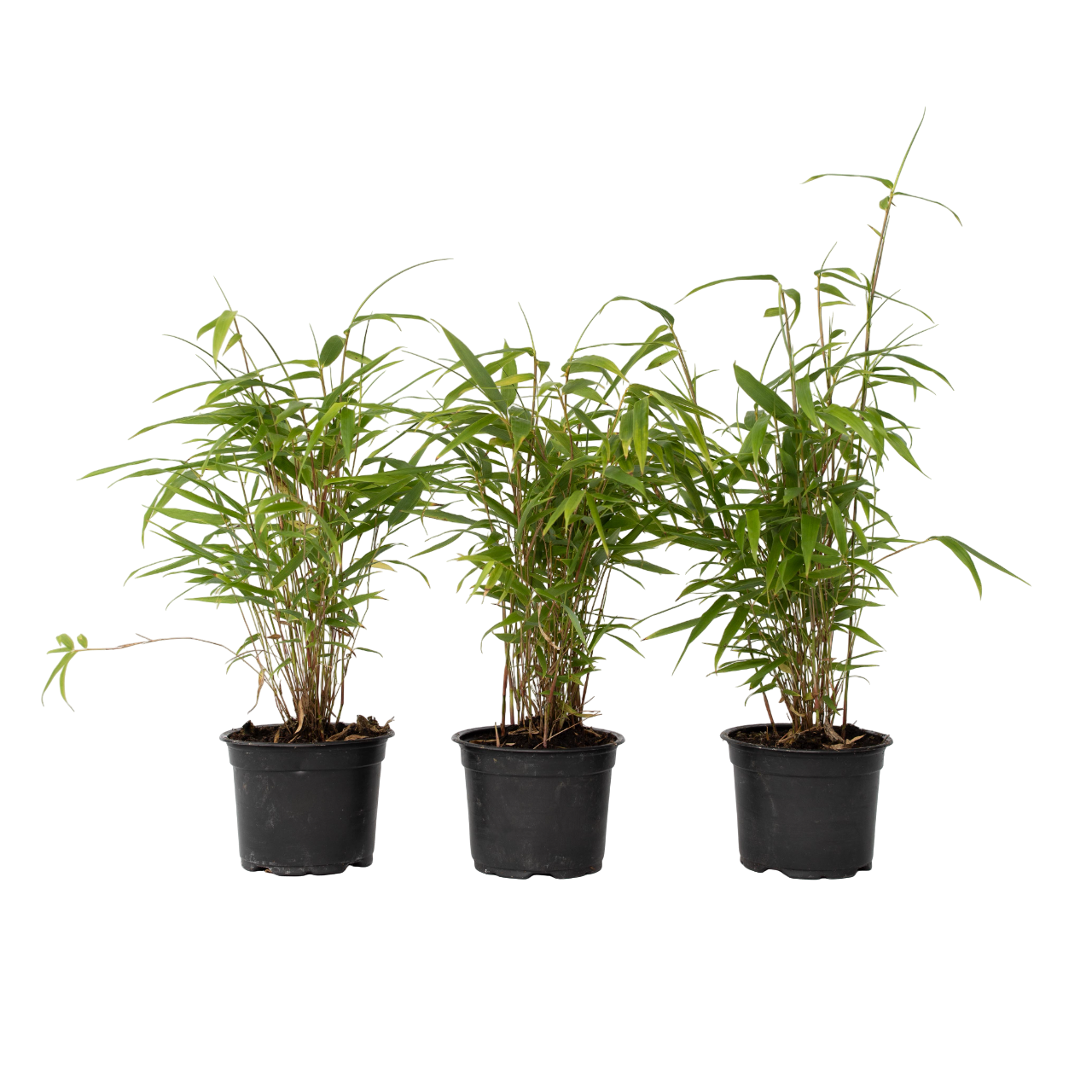 Cespugli di bambù - 3 Pezzi - Fargesia papyrifera 'Grex' - a30-40cm - ⌀13cm