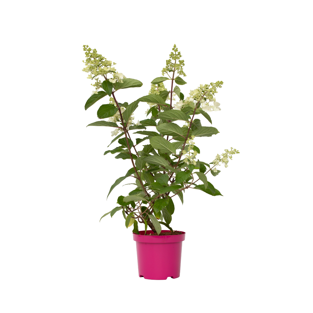 Ortensia - 4 Pezzi - Hydrangea paniculata 'Pinky Winky' - a25-40cm - ⌀19cm