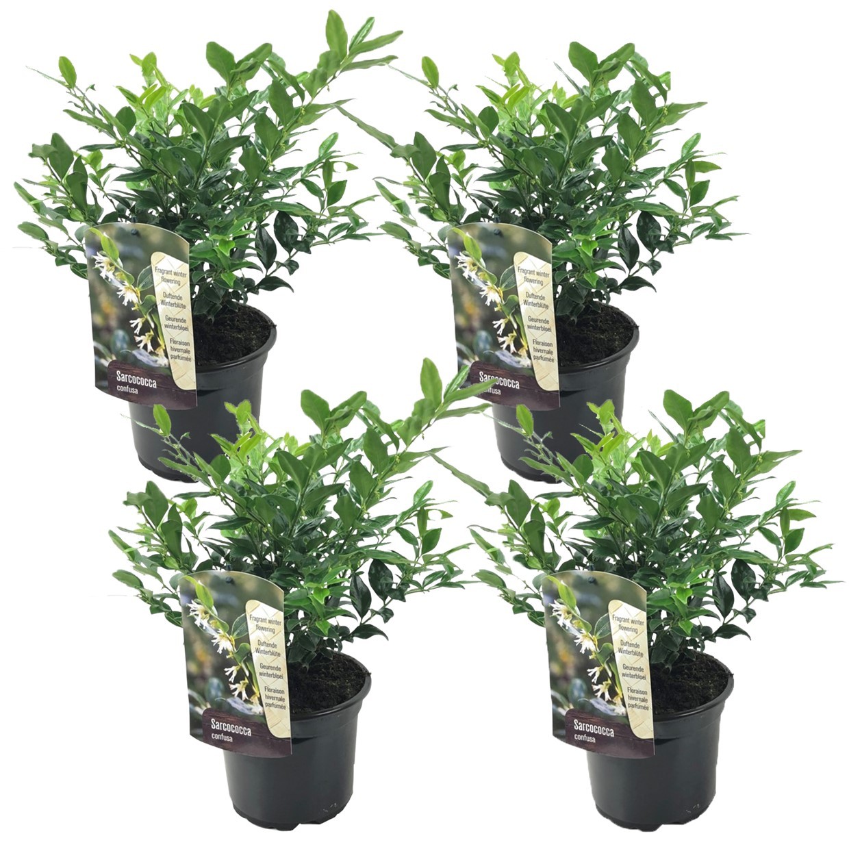 Bacche Profumate - 4 Pezzi - Sarcococca 'Confusa' - Altezza 30-40cm - ⌀17cm