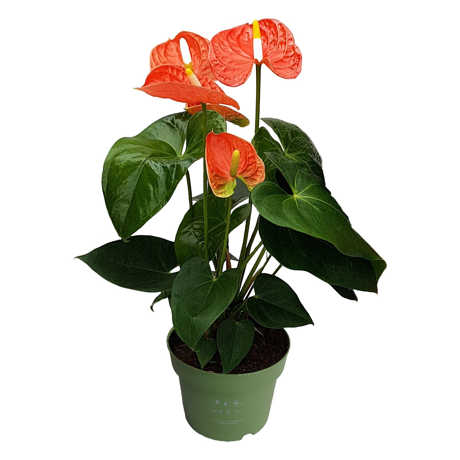 Anturio - Anthurium 'Madural Orange' - Altezza 40-55cm - ø14cm