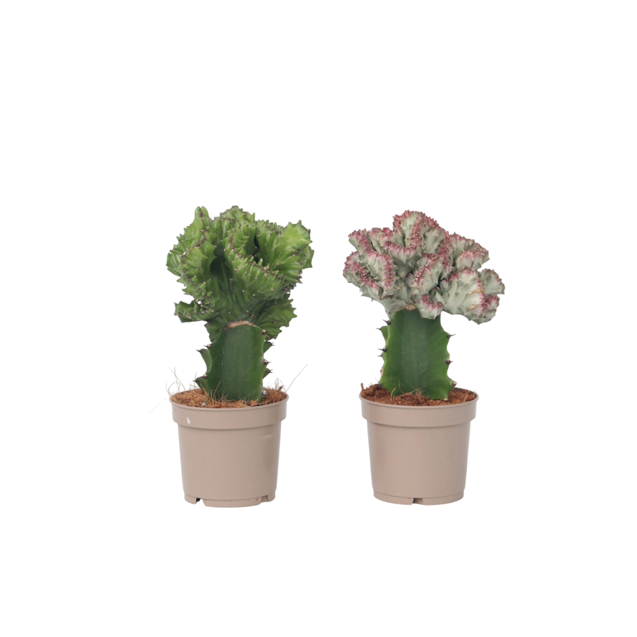 Miscela di cactus Euphorbia - 2 Pezzi - Euphorbia 'Lactea' - a25-30cm - ⌀12cm