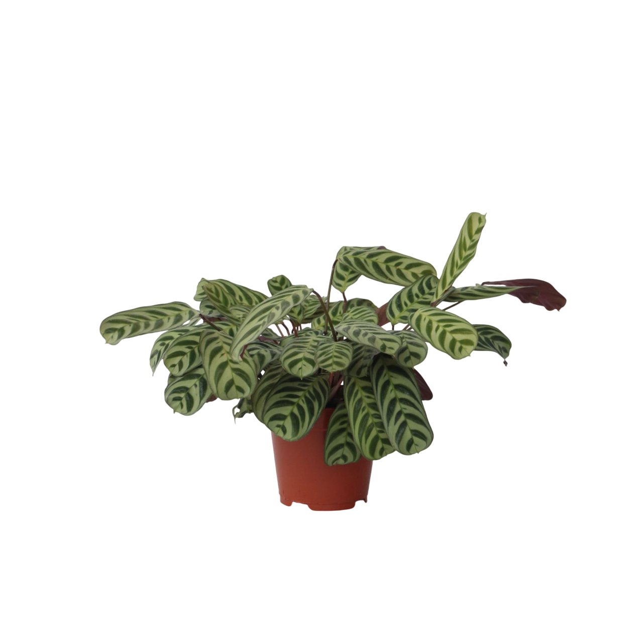 Pianta da letto a spina di pesce - Ctenanthe 'burle-marxii' - a30-40cm - ⌀14cm