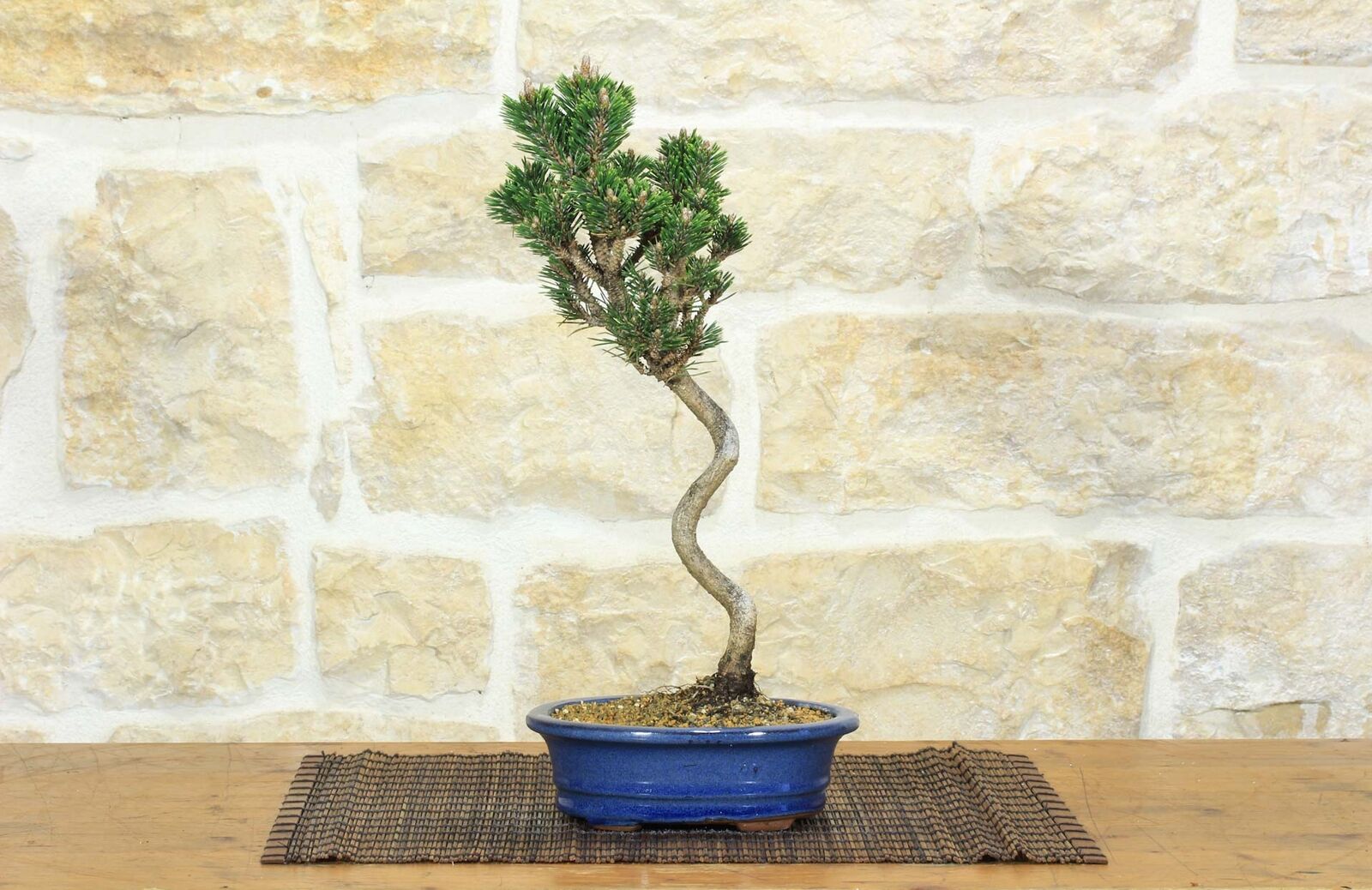 Bonsai di Pino Nero Thunbergii Senjyumaru (71)