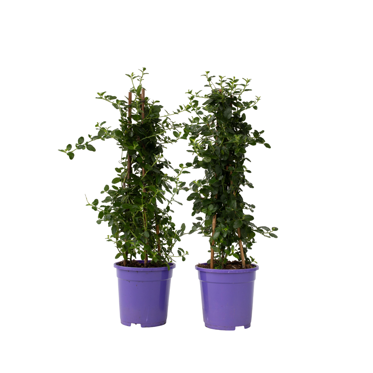Lillà della California - 2 Pezzi - Ceanothus - Altezza 60-70cm - ⌀17cm
