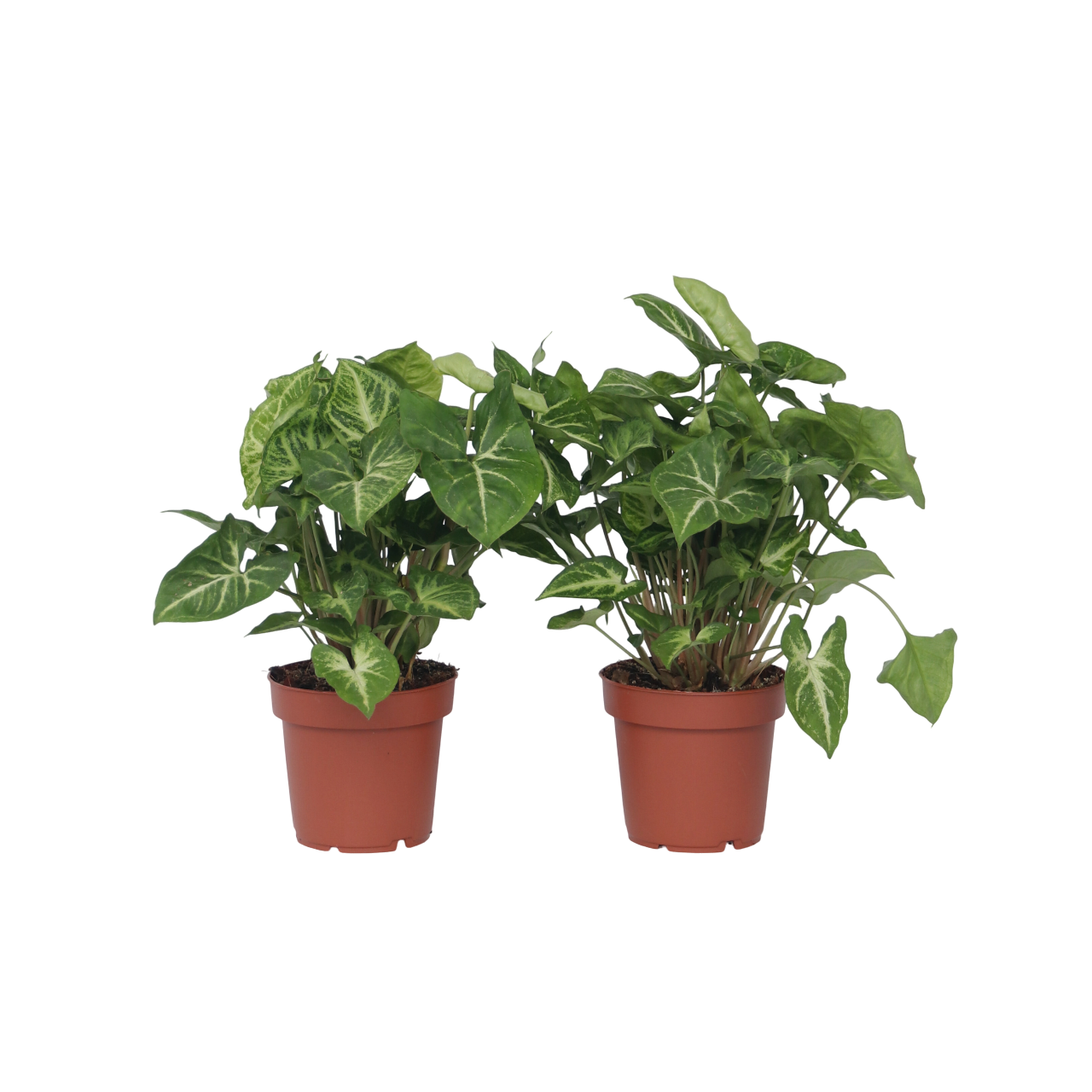Singonio - 2 Pezzi - Syngonium podophyllum 'Pixie' - Altezza 25-40cm - ⌀12cm
