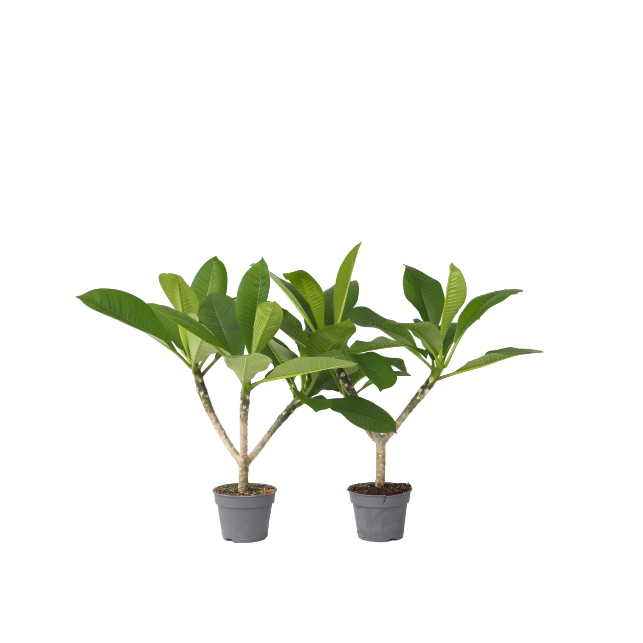 Frangipani - 2 Pezzi - Plumeria rubra 'Hawaii' - Altezza 45-55cm - ⌀17cm