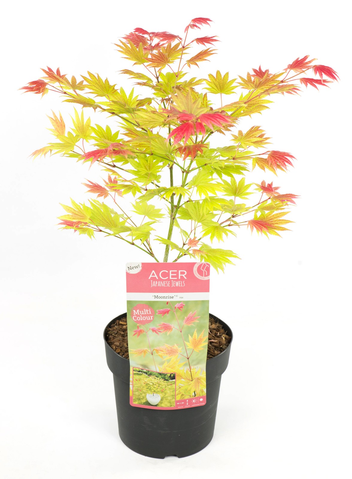 Aceri giapponese - Acer palmatum 'Moonrise' - Altezza 40-50cm - ⌀19cm