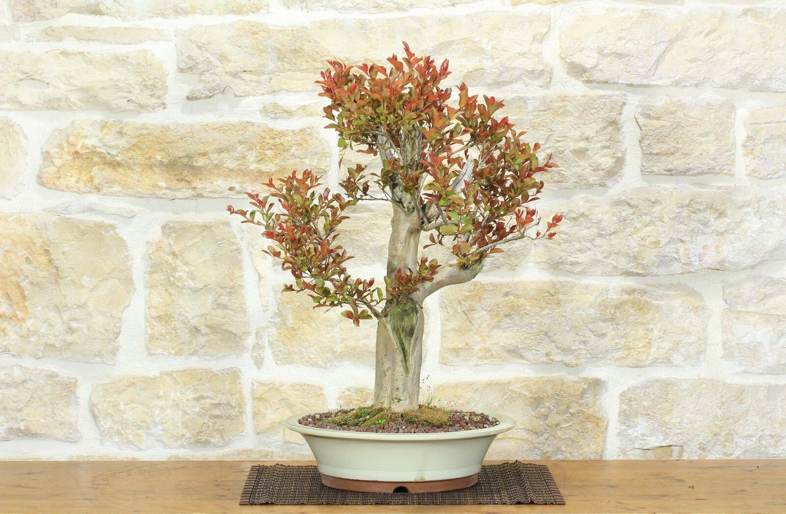 Bonsai di Lagerstroemia (42)