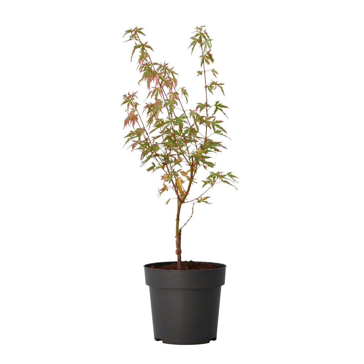 Aceri giapponese - Acer palmatum 'Taylor' - Altezza 50-60cm - ⌀19cm
