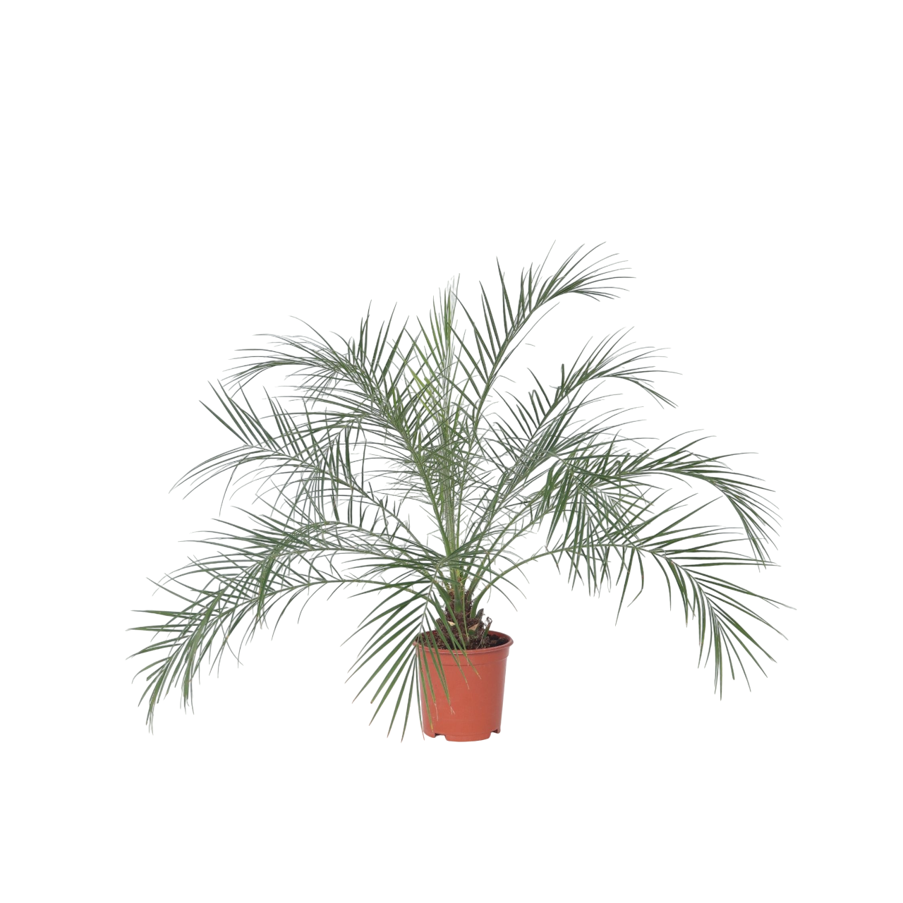 Palma nana - Phoenix roebelenii - Altezza 80-90cm - ⌀21cm
