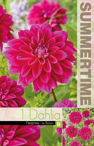 AGRONOM | Dalie - LE BARON | Rosa fiori | Bulbi fiori perenni | Si (G7U)