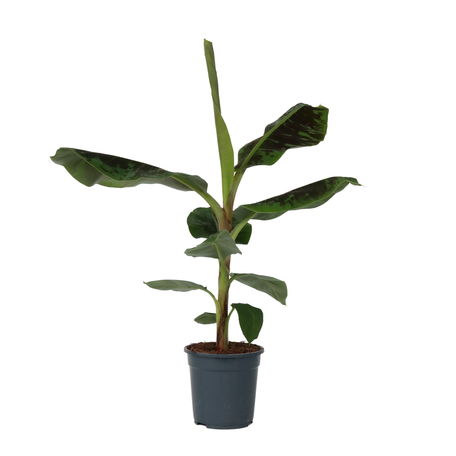 Banano nano - Musa 'Dwarf Cavendish' - Altezza 90-100cm - ⌀21cm