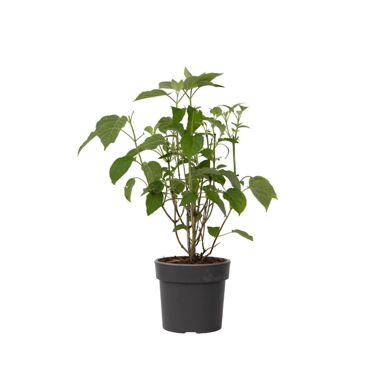 Ortensia - Hydrangea 'Strong Annabelle' - Altezza 30-40cm - ⌀19cm