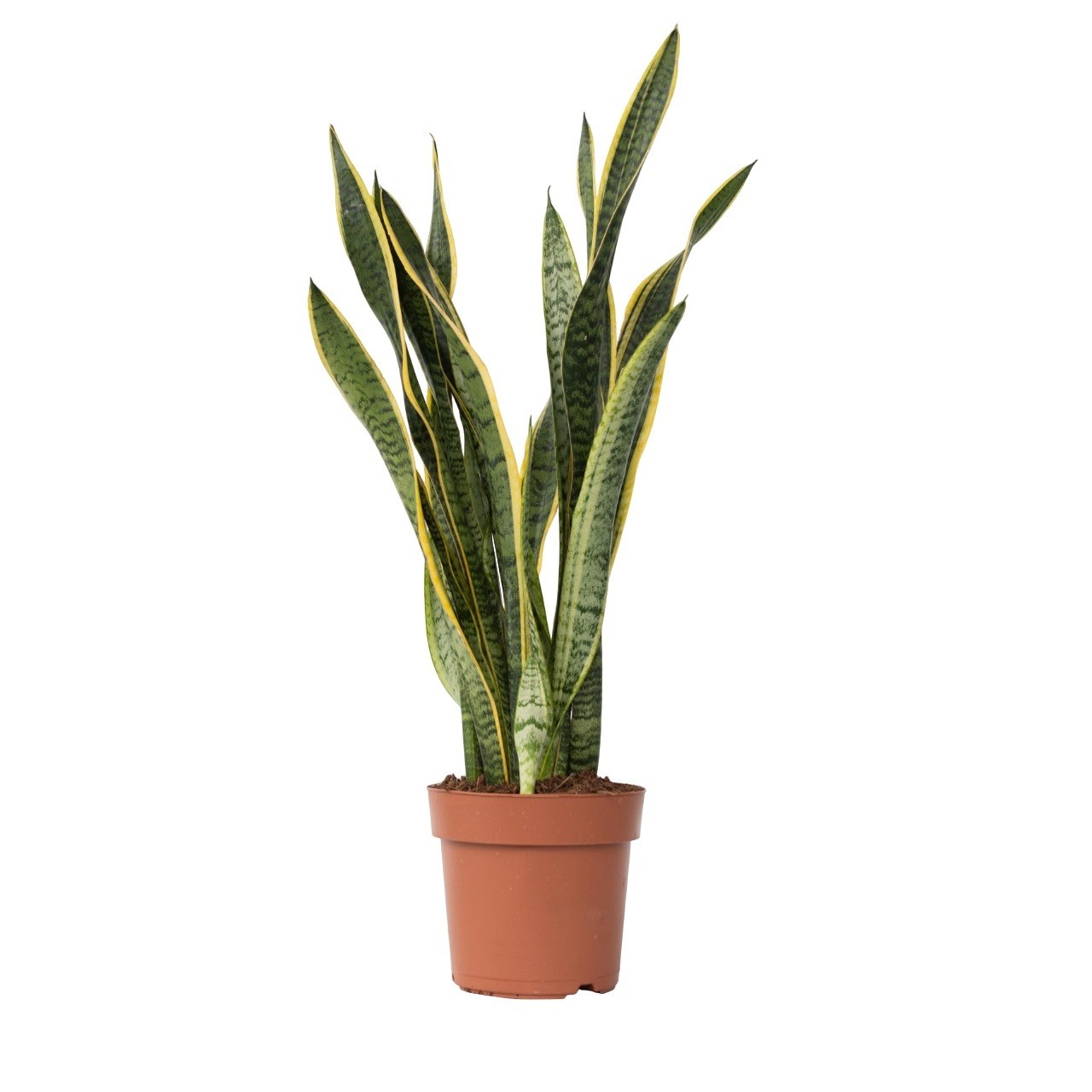 Pianta del serpente - Sansevieria trifasciata Laurentii - a65-75cm - ⌀21cm