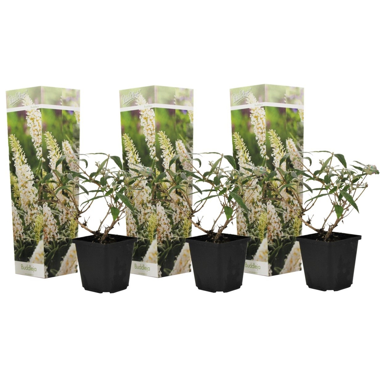 Albero delle farfalle - 3 Pezzi - Buddleja davidii - Altezza 25-40cm - ⌀9cm