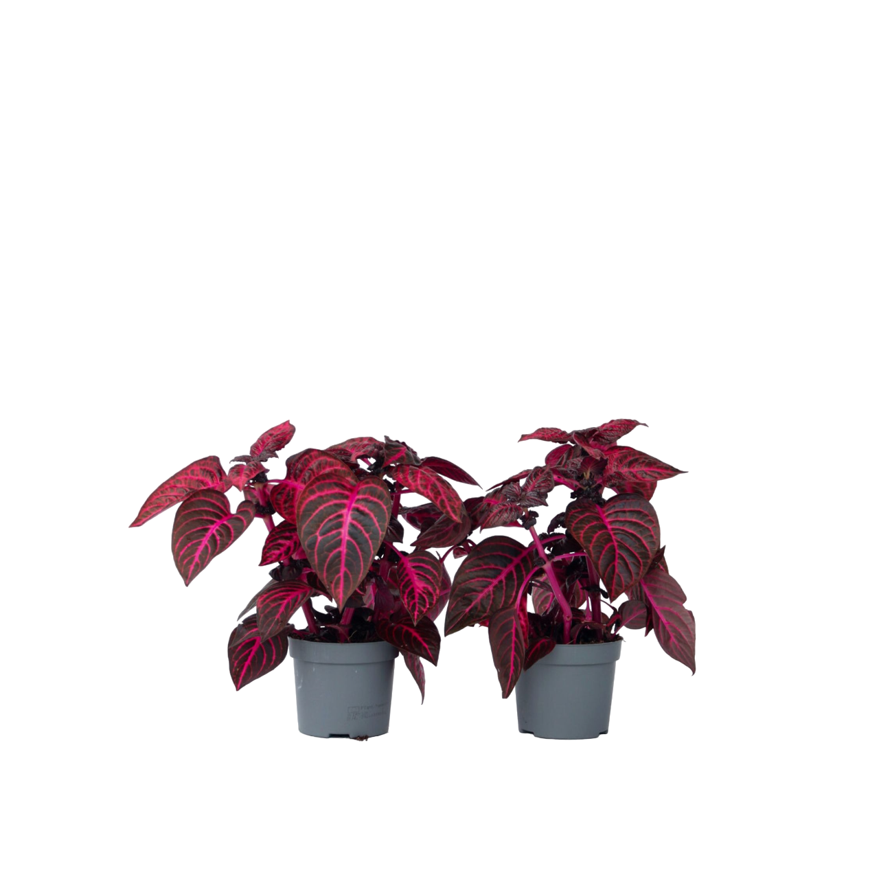 Sanguinaria - 2 Pezzi - Iresine herbstii - Altezza 20-30cm - ⌀13cm