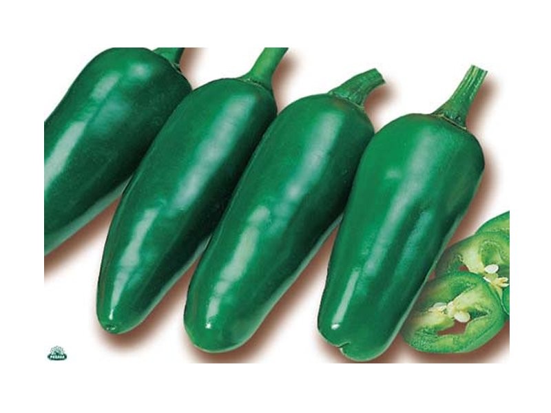1 PIANTA IN VASO Ø 14CM DI PEPERONCINO PICCANTE JALAPENO ORTOMIO
