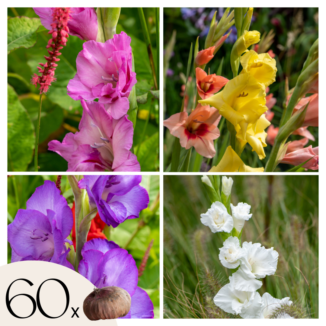 Gladiolo - 60 Pezzi - Gladiolus Mix - Bulbi di fiori