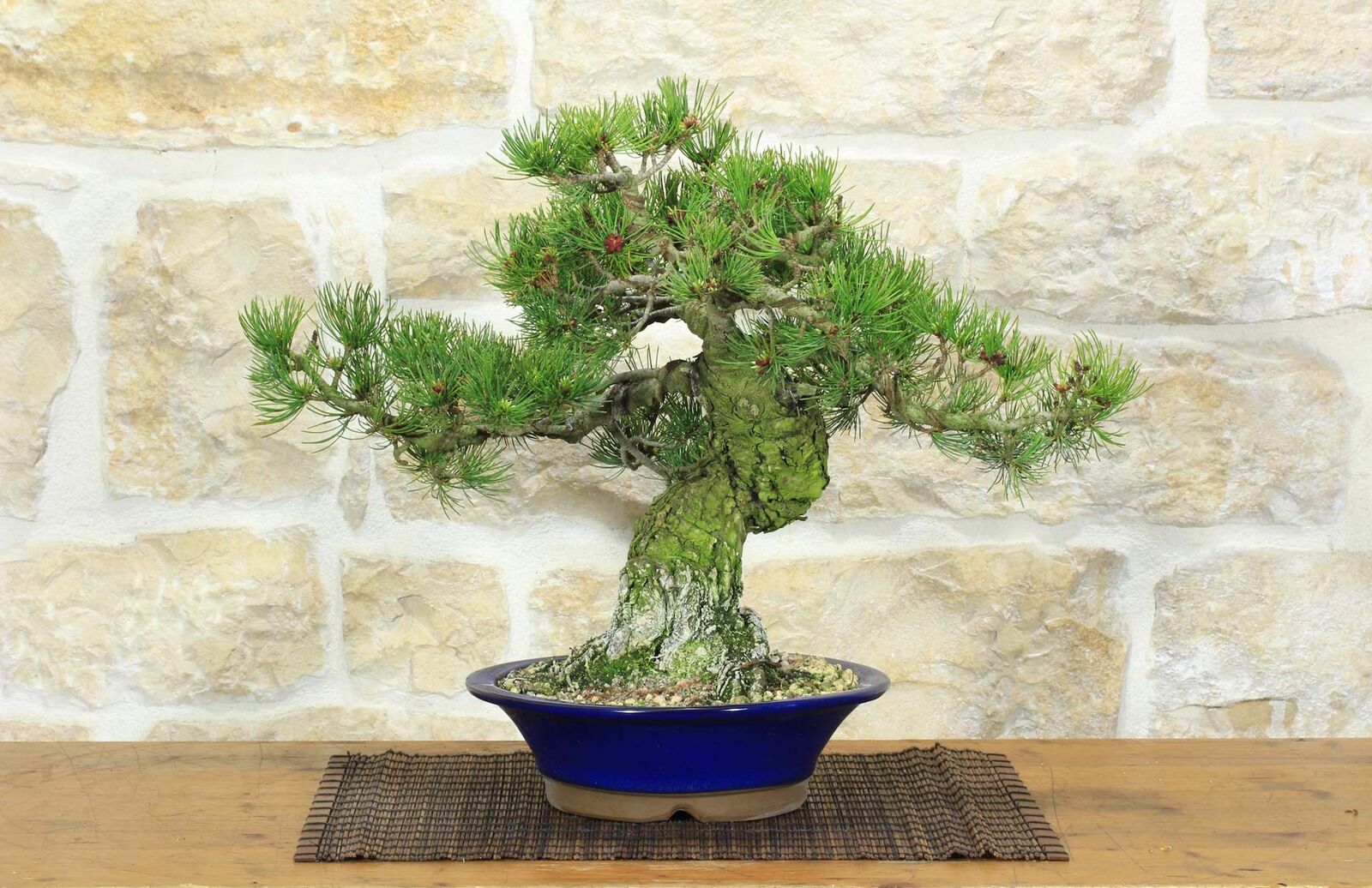 Bonsai di Pino Pentaphilla (57)