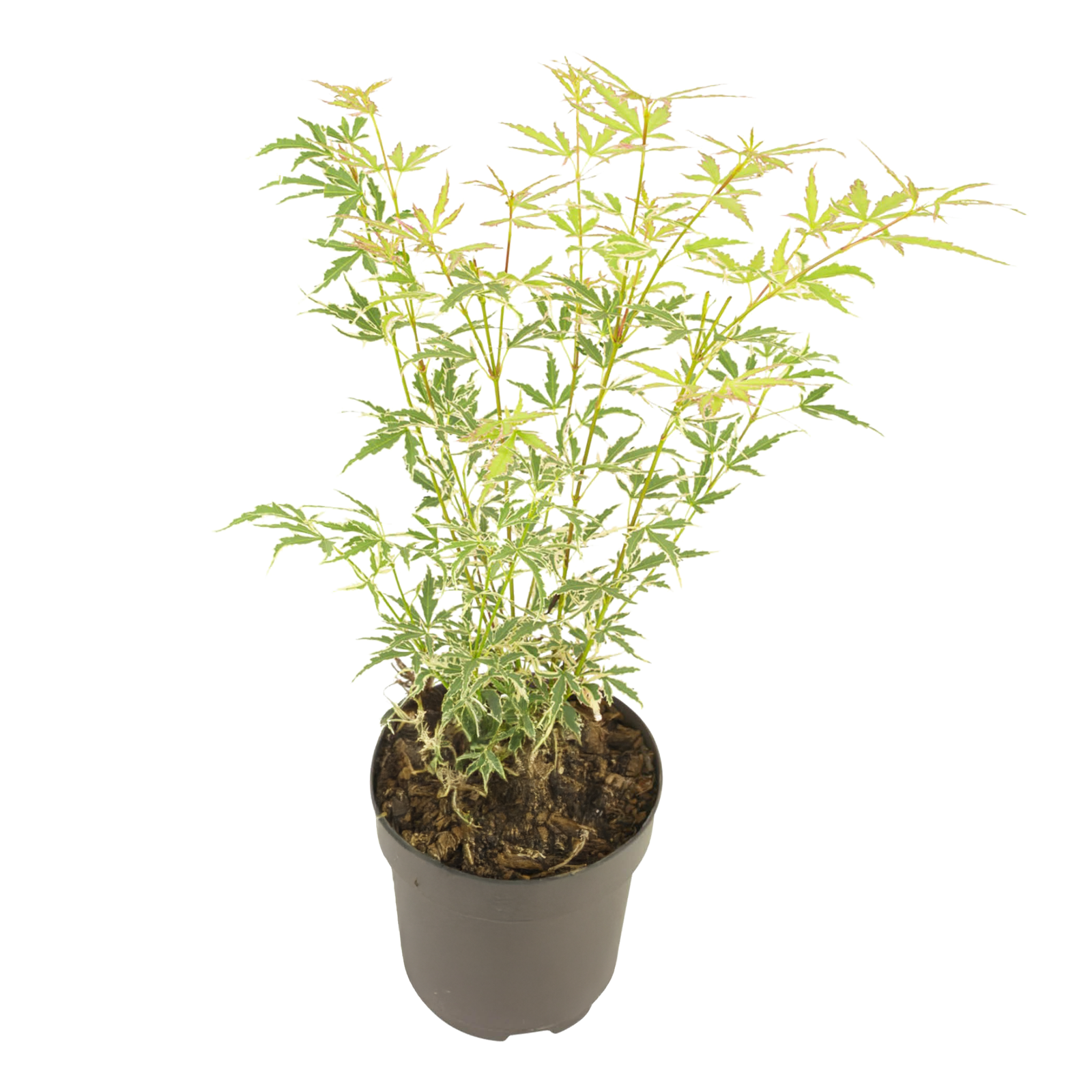 Aceri giapponese - Acer palmatum 'Butterfly' - Altezza 35-55cm - ⌀15cm