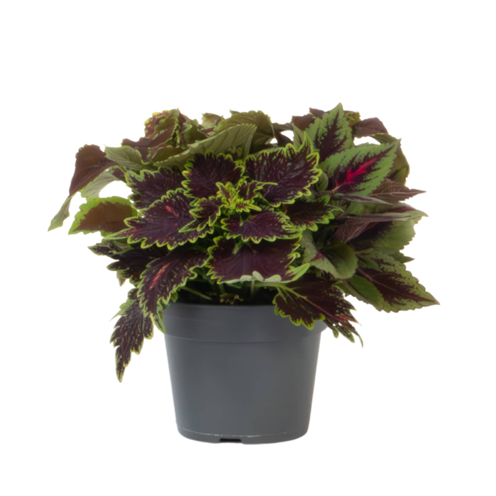 Coleus - Coleus scutellarioides - Altezza 25-35cm - ⌀17cm