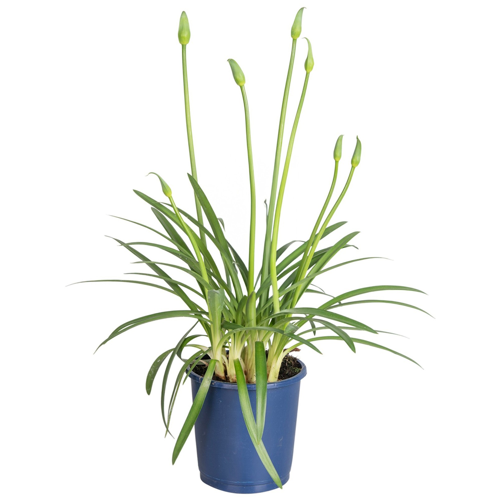 Agapanto - Agapanthus 'Superb Blue' - Altezza 30-45cm - ⌀14cm