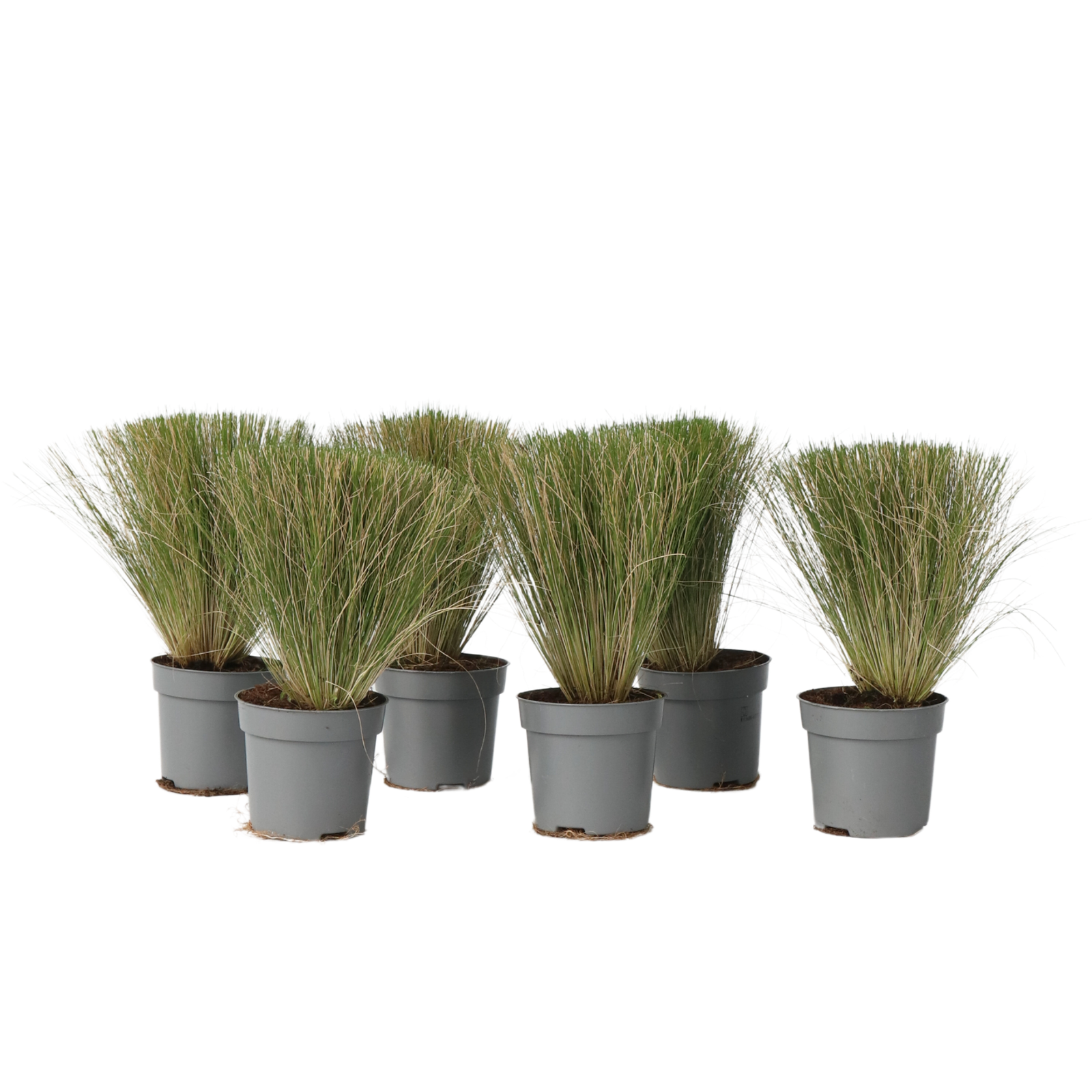 Stipa tenuissima - 6 Pezzi - Stipa tenuifolia 'Pony Tails' - a20-30cm - ⌀9cm