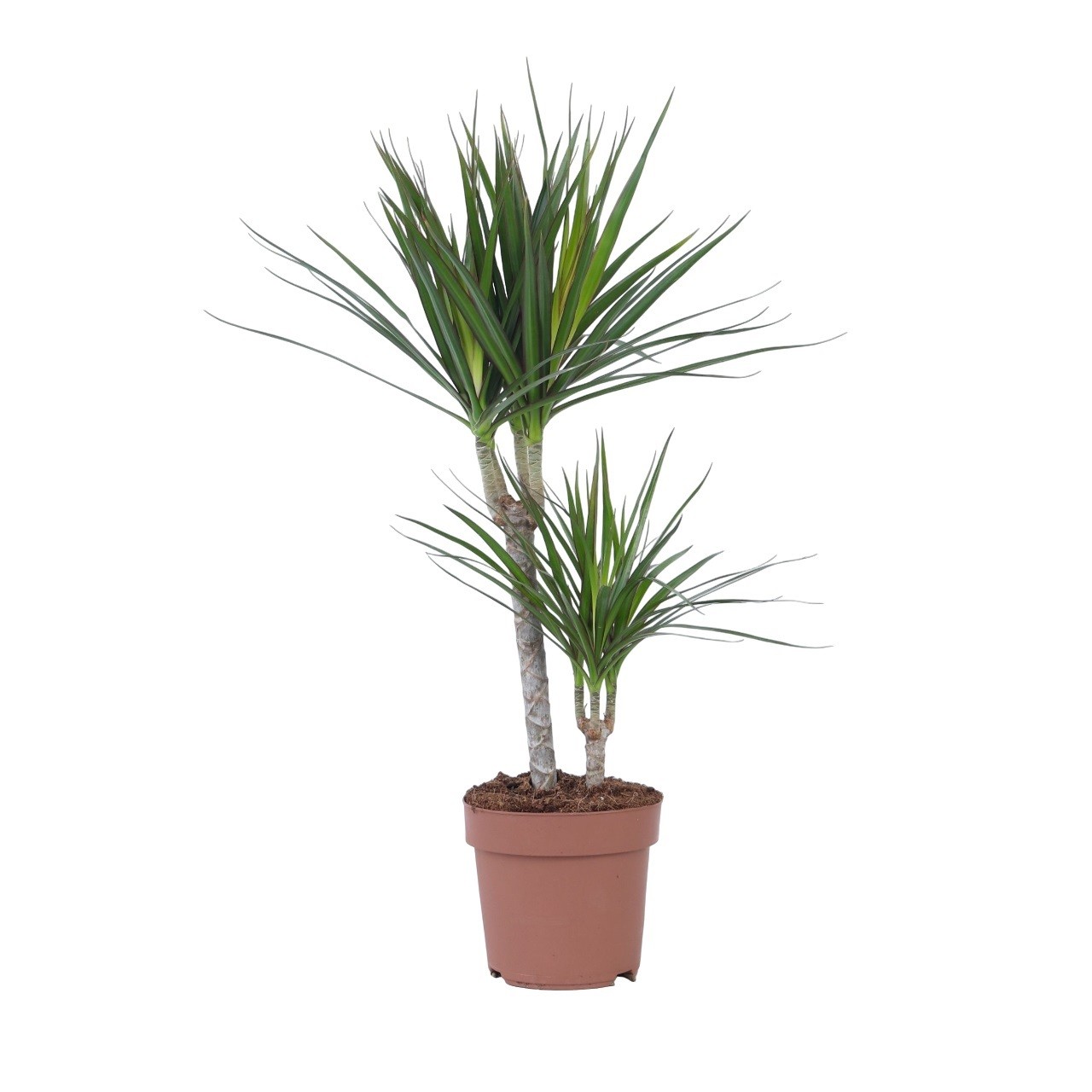Dracena - Dracaena marginata - Altezza 70-80cm - ⌀17cm