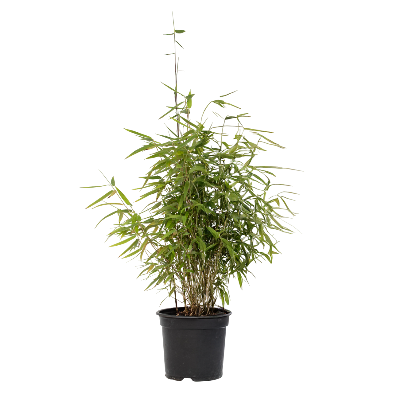 Cespugli di bambù - Fargesia nitida 'Red Dragon' - Altezza 60-80cm - ⌀17cm