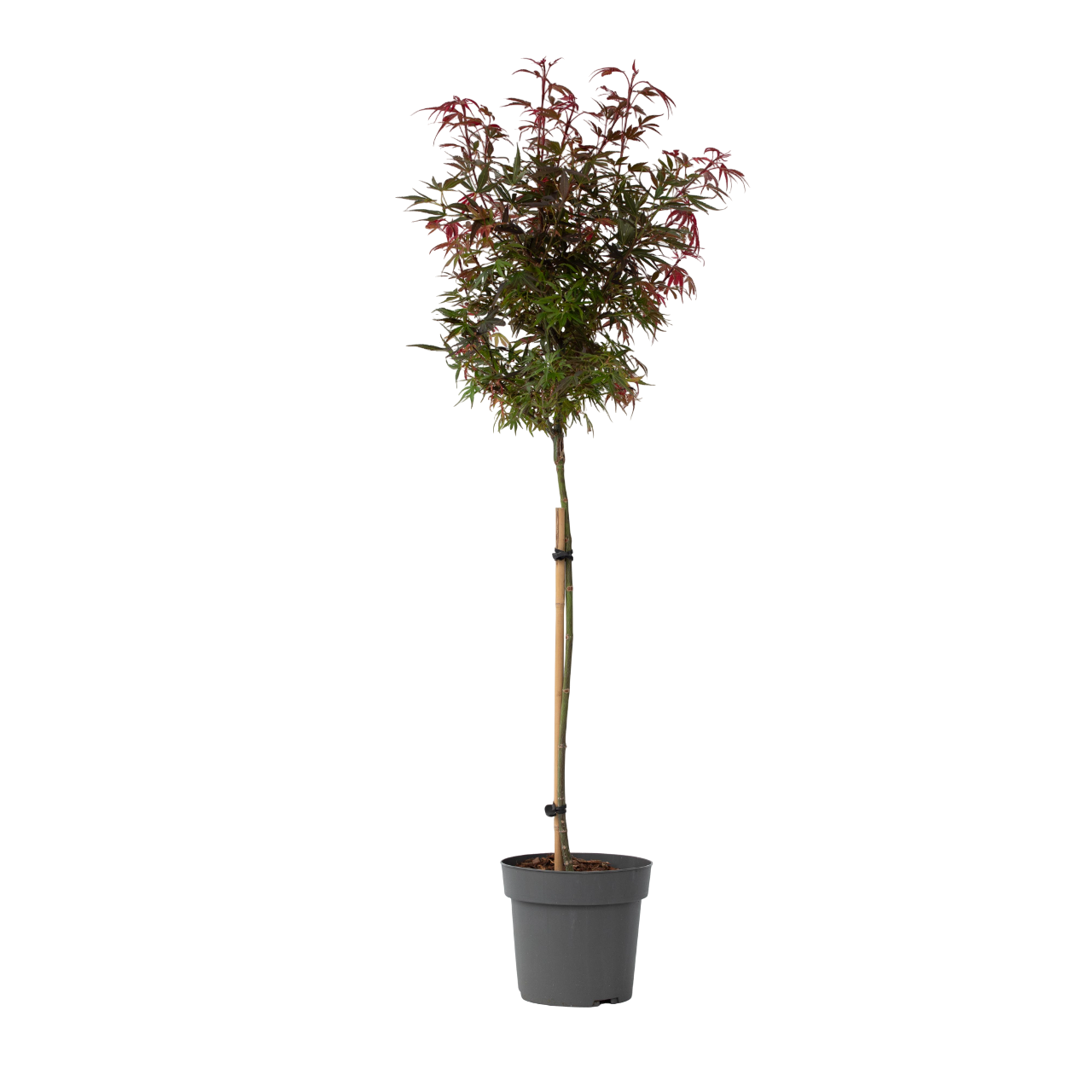 Aceri giapponese - Acer palmatum 'Shaina' - Altezza 80-90cm - ⌀19cm