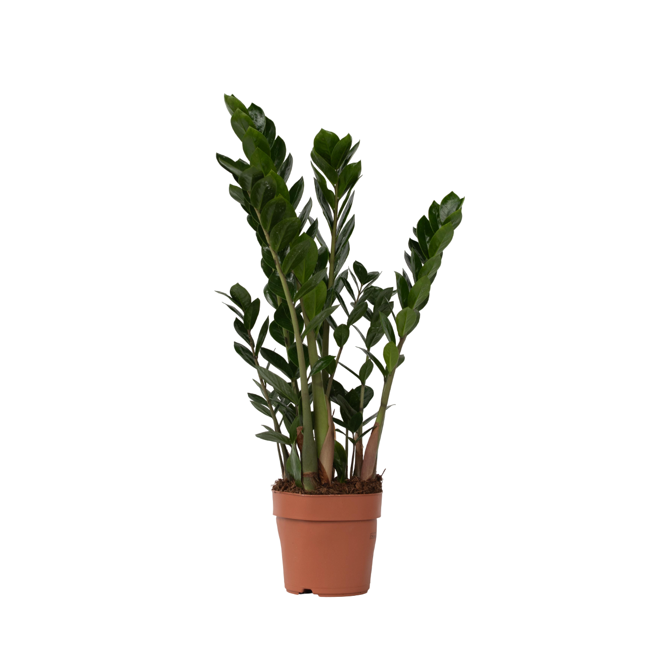 Gemma di Zanzibar - Zamioculcas Zamiifolia - Altezza 55-65cm - ⌀17cm