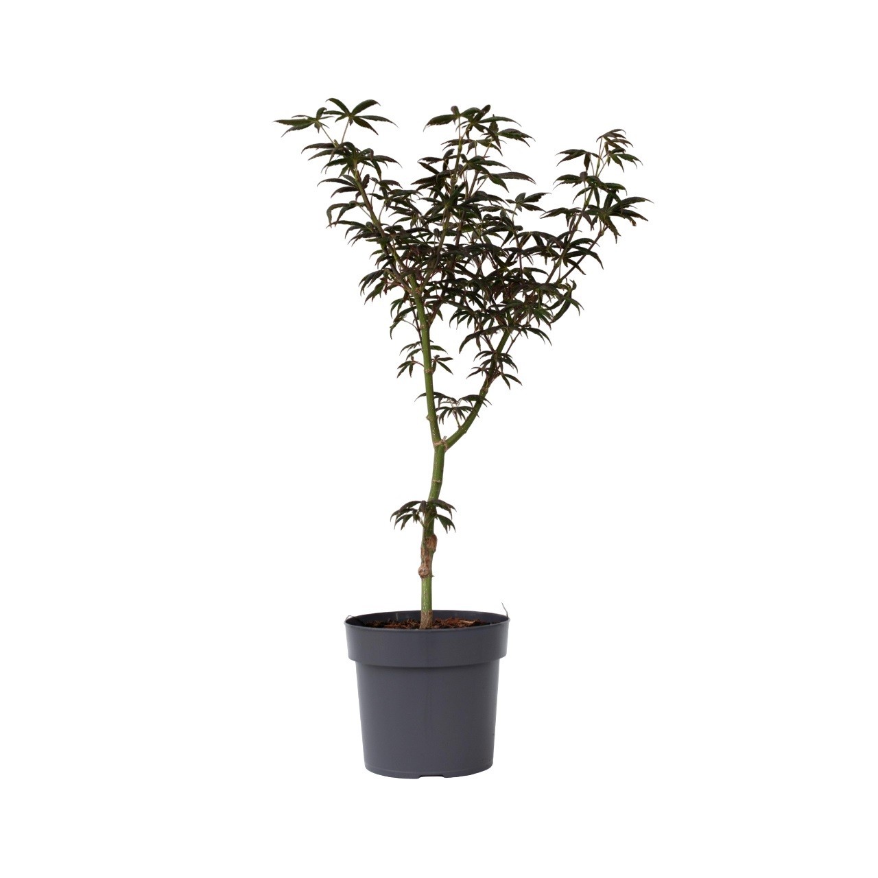 Aceri giapponese - Acer palmatum 'Starfish' - Altezza 60-70cm - ⌀19cm