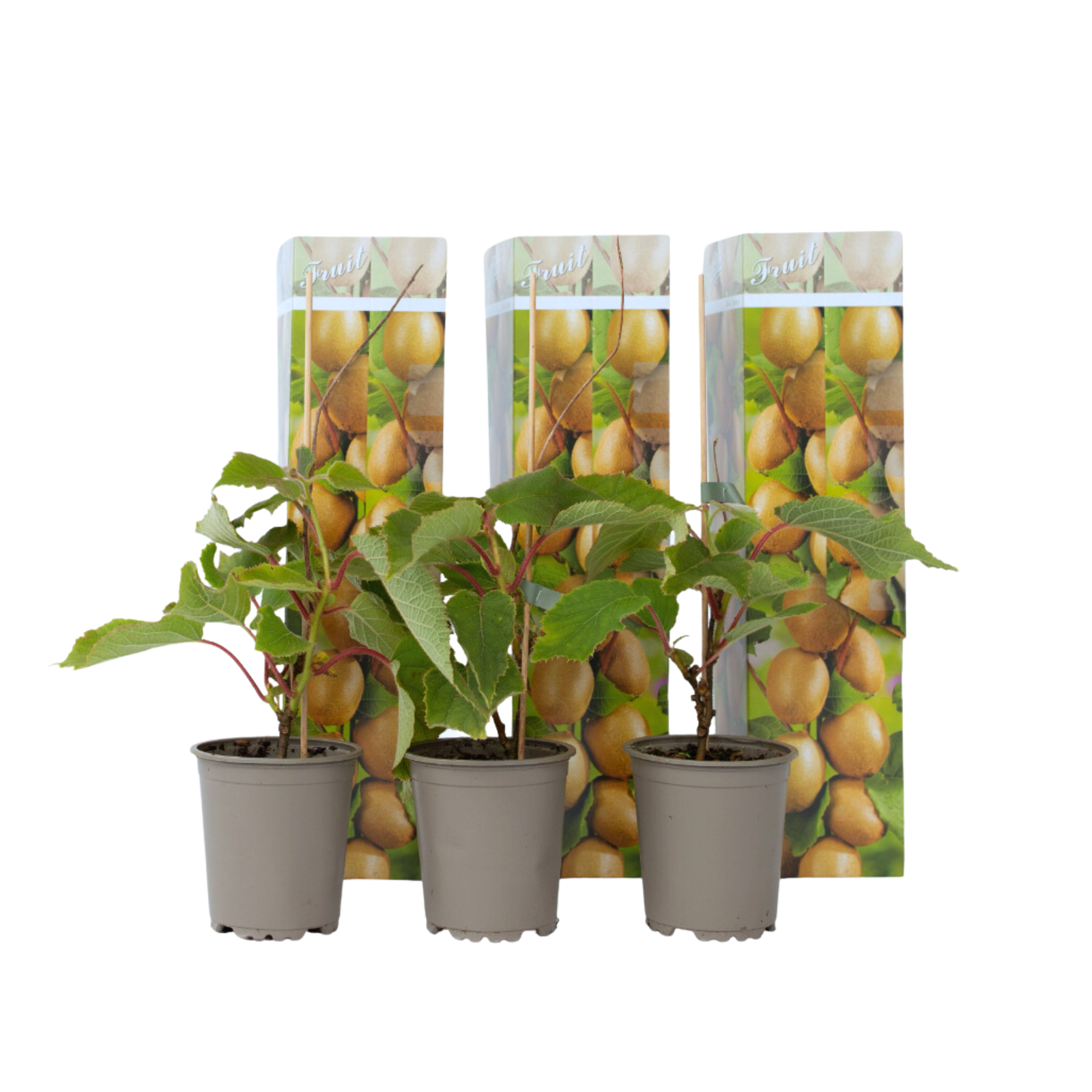 Pianta di kiwi - 3 Pezzi - Actinidia deliciosa 'Jenny' - Altezza 20-40cm - ⌀9cm