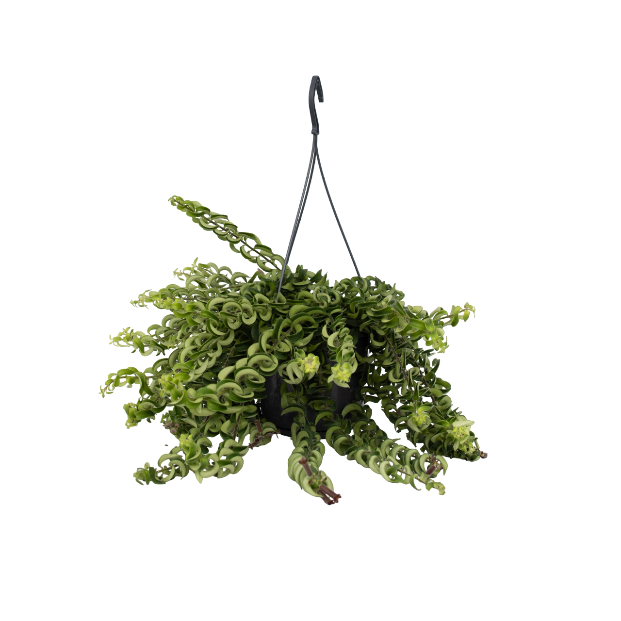 Pianta del rossetto - Aeschynanthus pulcher - Altezza 20-30cm - ⌀15cm