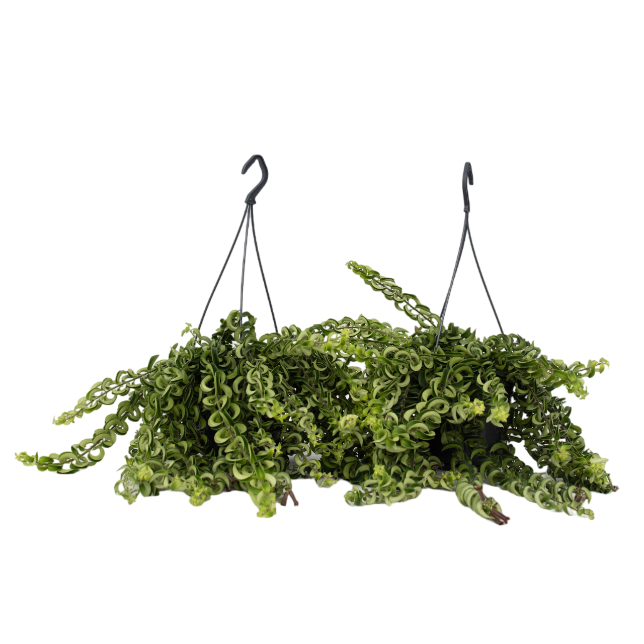 Pianta del rossetto - 2 Pezzi - Aeschynanthus pulcher - Altezza 20-30cm - ⌀15cm