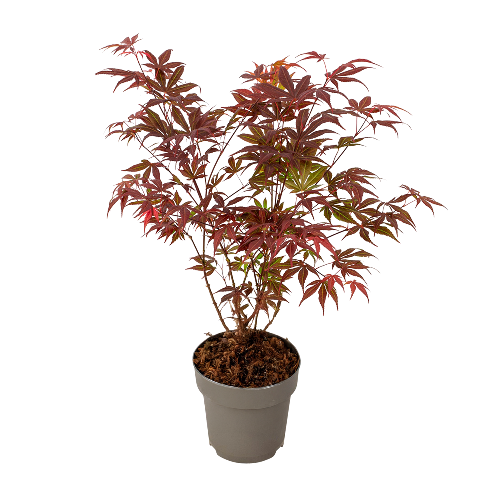 Acero giapponese 'Atropurpureum' - Acer palmatum - Altezza 35-55cm - ø15cm