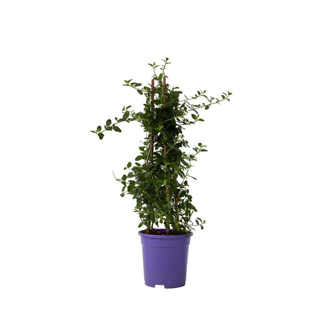 Lillà della California - Ceanothus thyrsiflorus Repens - Altezza 60-70cm - ⌀17cm