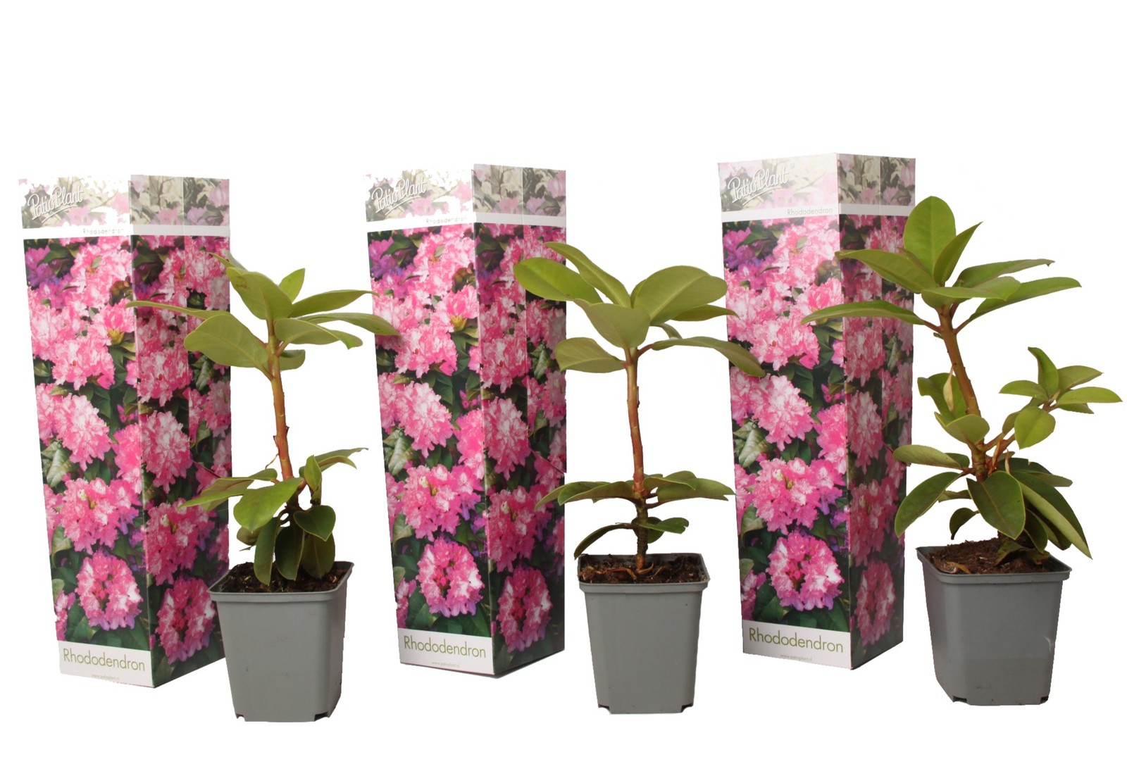 Rododendro - 3 Pezzi - Rhododendron roseum 'elegans pink' - a25-40cm - ⌀9cm