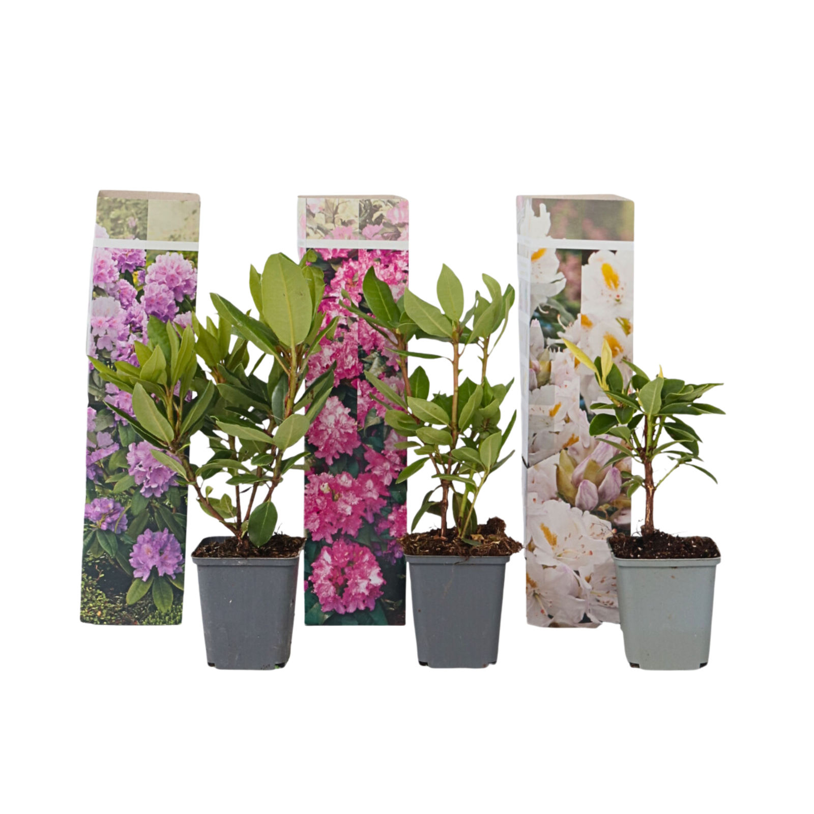 Rododendro - 3 Pezzi - Rhododendron catawbiense - Altezza 25-40cm - ⌀9cm